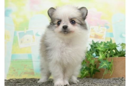 成約済の千葉県のポメチワ:ポメラニアン×チワワ-226443の3枚目